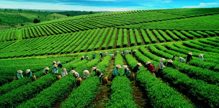 Thuê xe du lịch Phan Rang Đà Lạt Thuê xe du lịch Phan Rang Đà Lạt